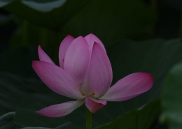 荷花图片大全