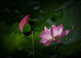 荷花图片大全