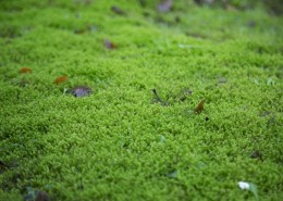 绿色的苔藓图片大全
