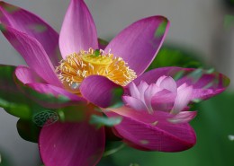 荷花图片大全