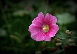 蜀葵花图片大全