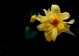 黄色大丽花图片