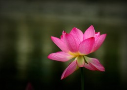 荷花图片