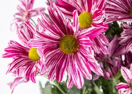 菊花图片大全