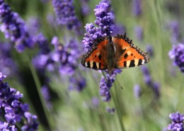 薰衣草图片大全