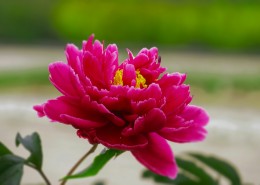 艳丽芍药花图片