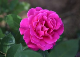 月季花图片大全