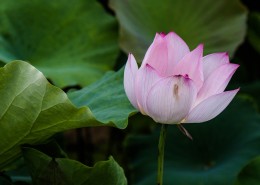 荷花图片大全