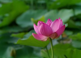 荷花图片