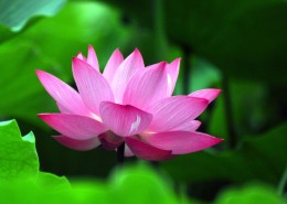 荷花图片