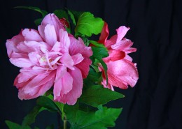 牡丹花图片