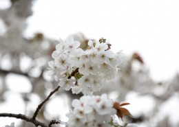 白色樱花图片大全