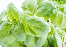 罗勒叶图片