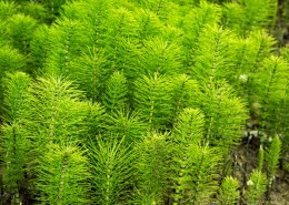绿色植物图片大全