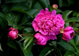 紫色芍药花图片