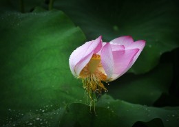 风雨中荷花图片大全