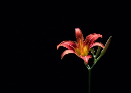 萱草花图片大全