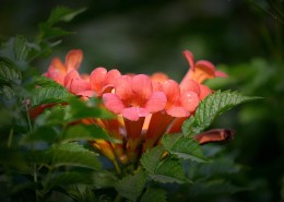 凌霄花图片大全