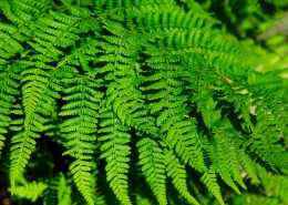 蕨类植物图片
