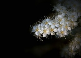 白色的珍珠梅图片大全