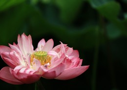 荷花图片