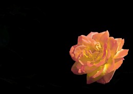 月季花图片大全