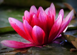 莲花图片大全