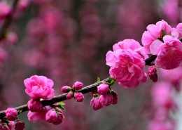 梅花图片