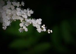 珍珠梅图片大全