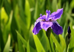 鸢尾花图片