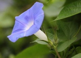 牵牛花图片大全