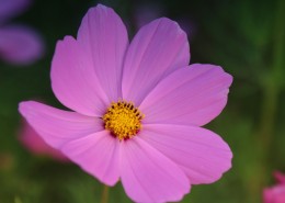 波斯菊图片大全