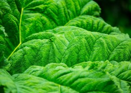 绿色的叶子叶脉图片