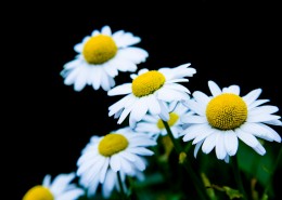 白色雏菊图片