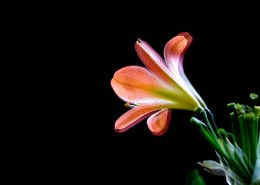 曝光君子兰图片大全