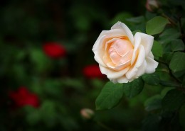 娇艳的月季花图片大全