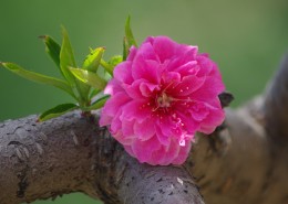 碧桃花图片大全