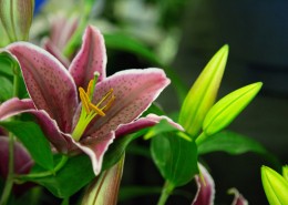 芳香的百合花图片大全