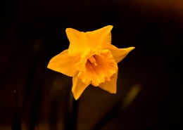 黄色水仙花图片大全