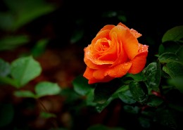娇艳的月季花图片大全