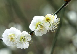 绿萼梅图片大全