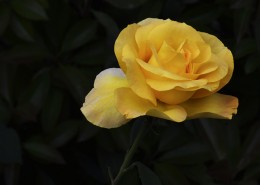 娇艳的月季花图片