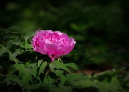 牡丹花图片大全