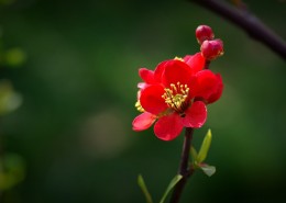 火红的贴梗海棠图片大全