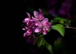 春天怒放的鲜花图片大全