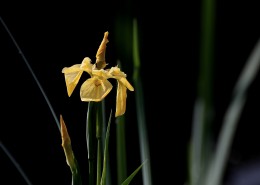 黄色鸢尾图片大全