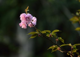 粉色的樱花图片
