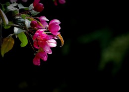 海棠花图片大全