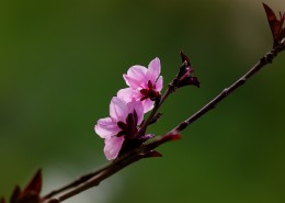 艳丽桃花图片