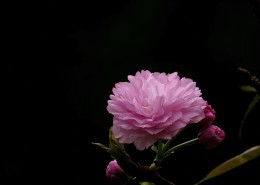 典雅芬芳的樱花图片大全